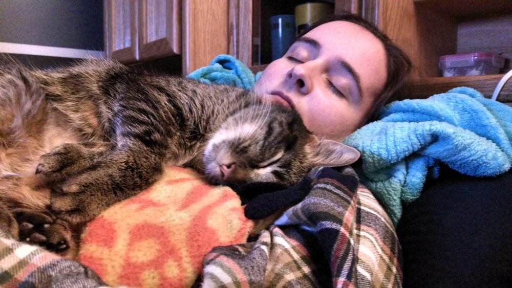 Почему кошке нельзя спать с хозяином: все за и против совместного сна с питомцем
