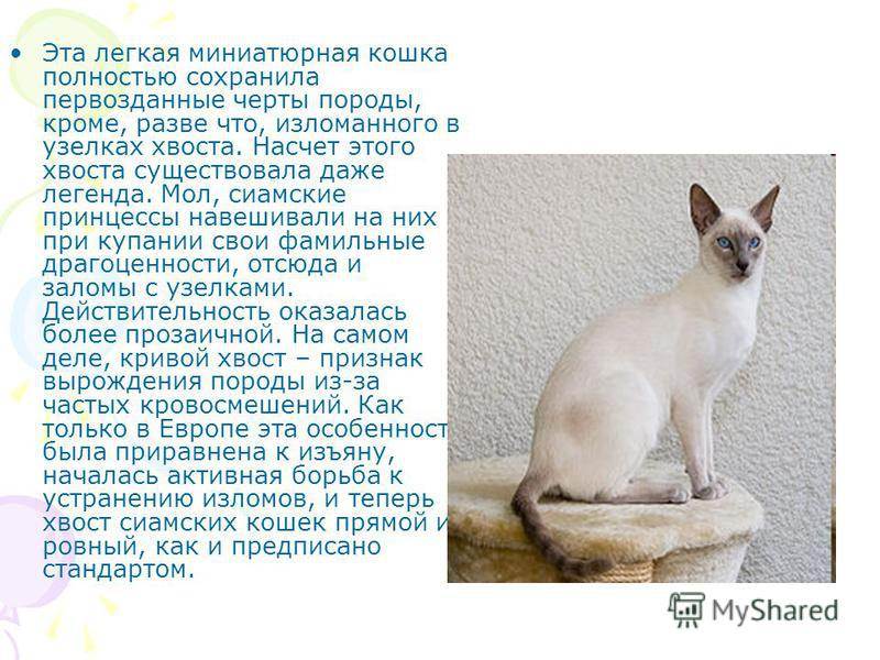 Какой характер у сиамской породы кошек? достоинства и отличительные черты - твой питомец
