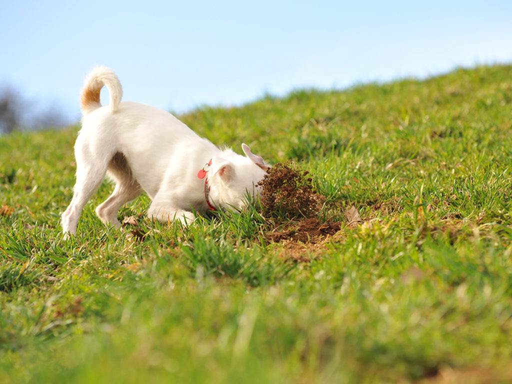 Почему собака роет ямы во дворе: причины и способы их устранения