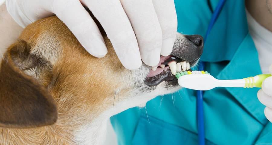 Почему у собаки пахнет изо рта тухлятиной