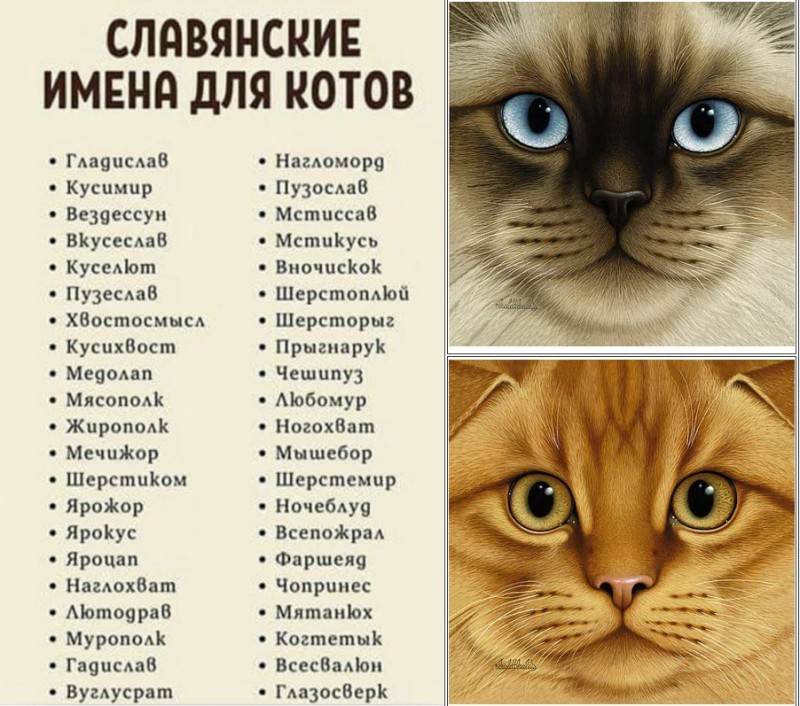 ᐉ как назвать серого котенка - ➡ motildazoo.ru