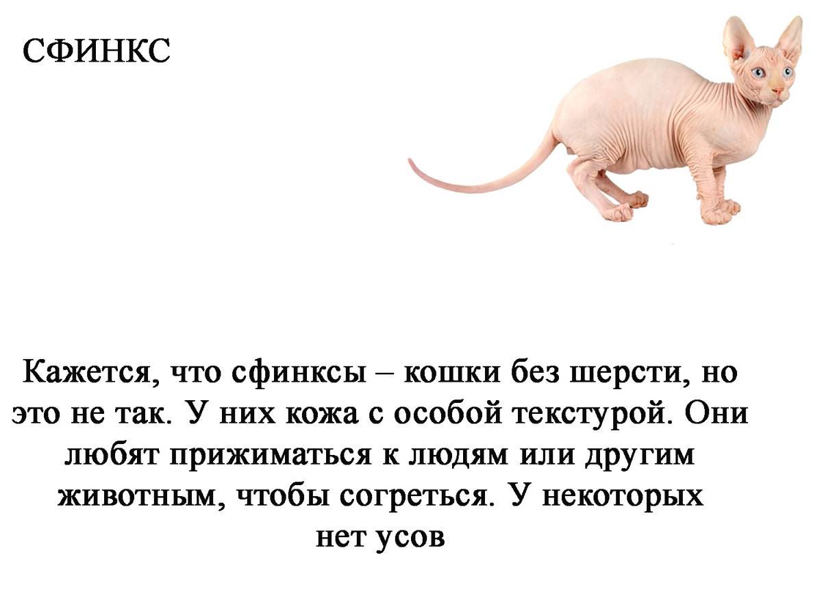 Топ-10 самых редких пород кошек в мире с фотографиями и названиями