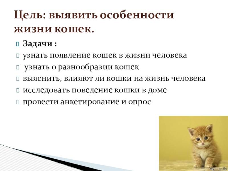 7 самых любопытных фактов о взаимоотношениях человека и кошки