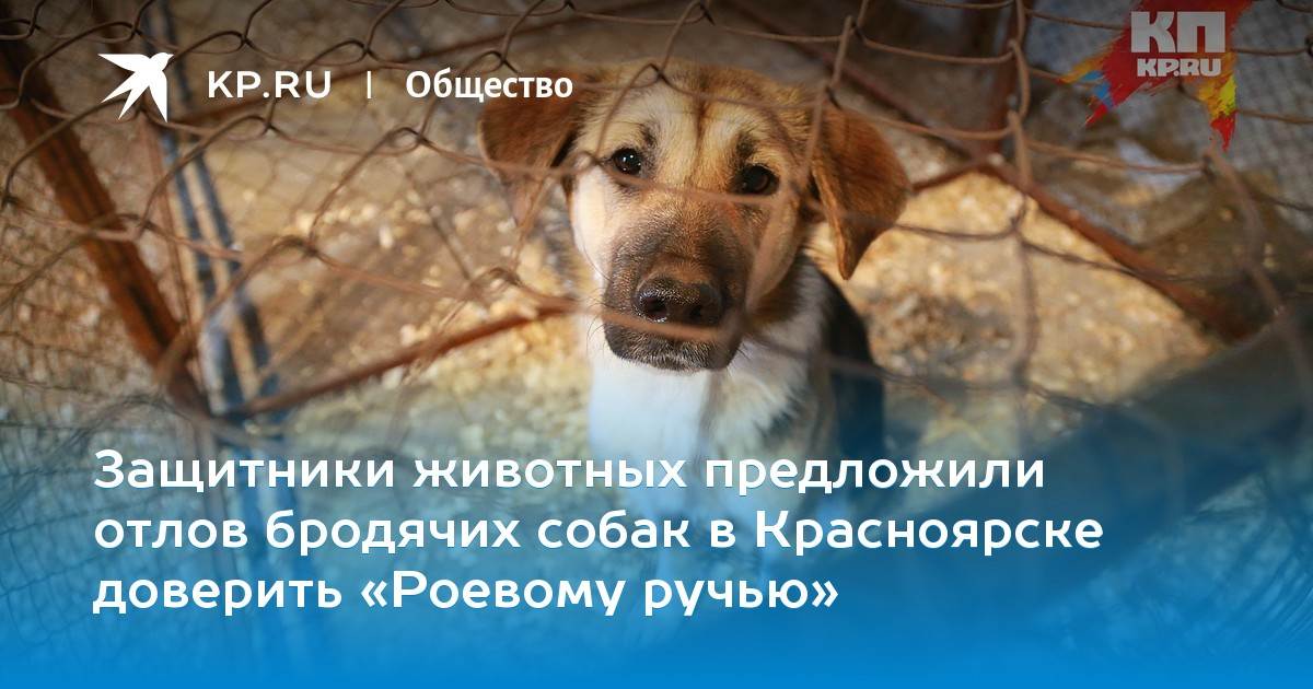 Депутат поинтересовался, как тратятся бюджетные деньги на отлов собак, которые «грызут людей на улице, даже есть случаи, когда убивают» — иа «версия-саратов»