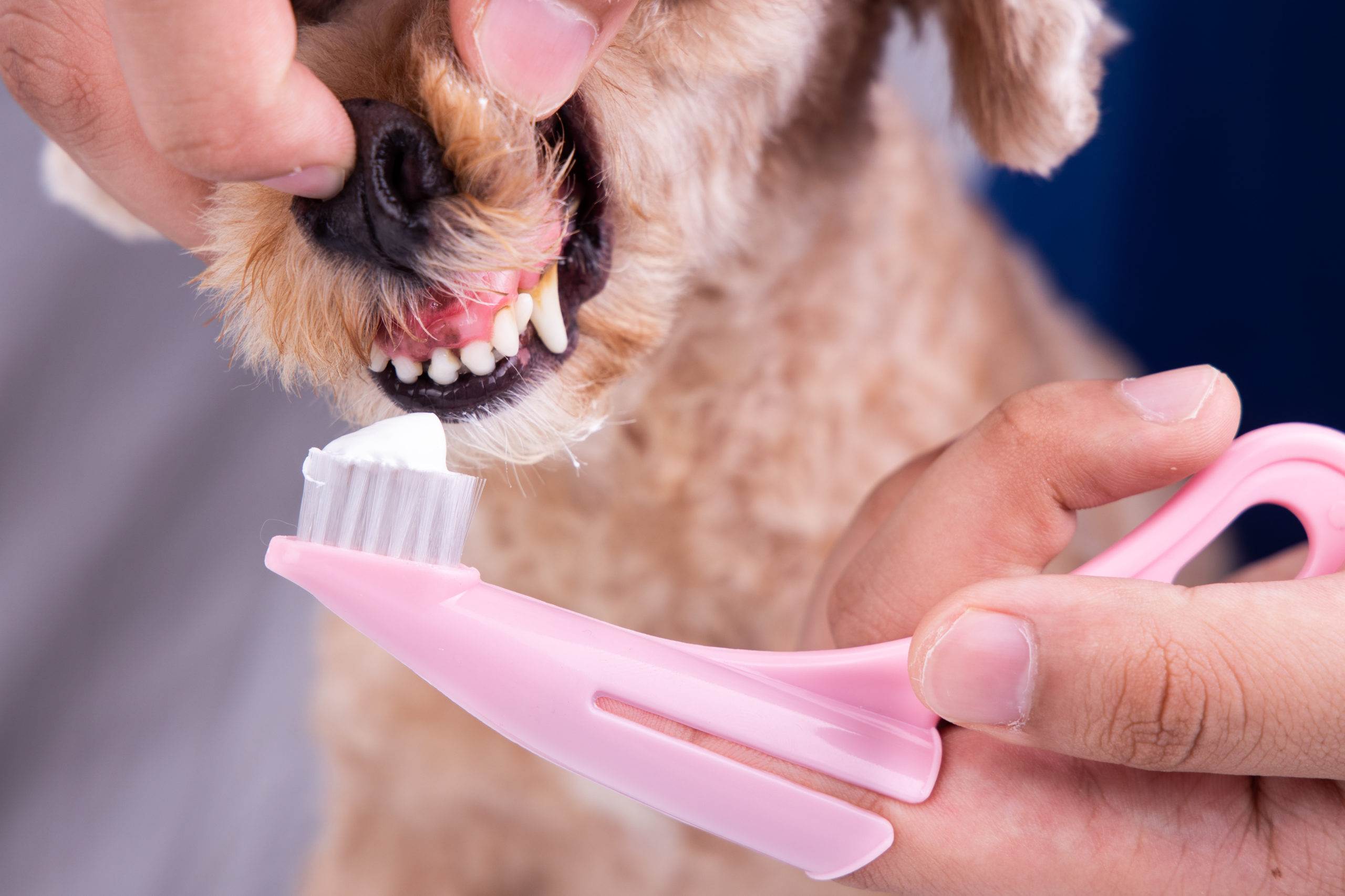 Зубной камень у собак: причины, лечение и профилактика | ваши питомцы