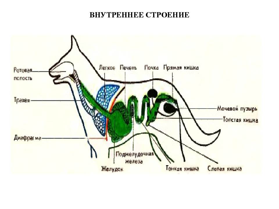 Внутреннее строение млекопитающих рисунок. Строение внутренних органов собаки схема. Дыхательная система собаки анатомия. Внутреннее строение собаки схема. Внутренне строение органов собаки.