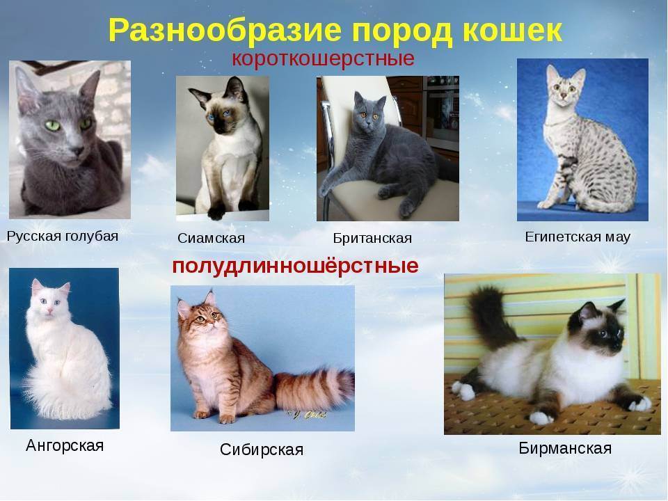 Сколько существует пород кошек в мире