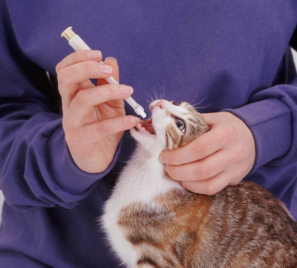 Как дать таблетку кошке или коту
