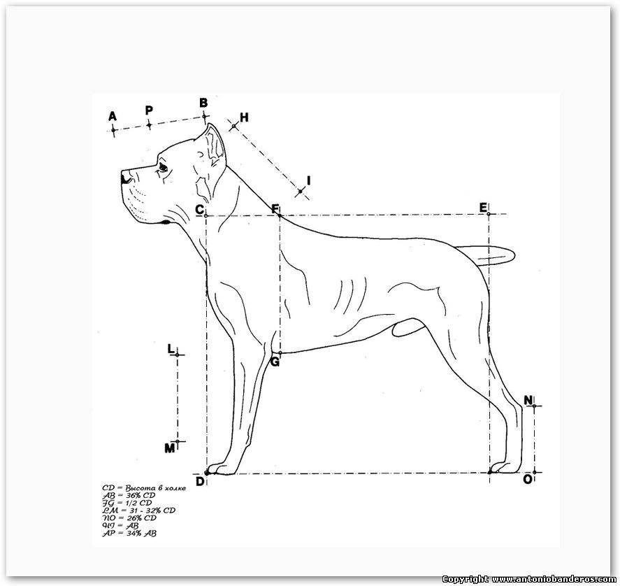 Кане корсо: стандарт породы и как выглядит собака на фото, а также ее размеры, особенности характера и воспитания