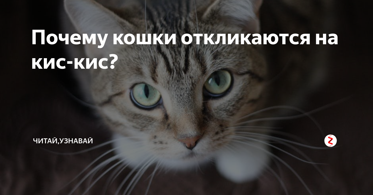 Почему кошки откликаются на кис-кис? ► последние новости