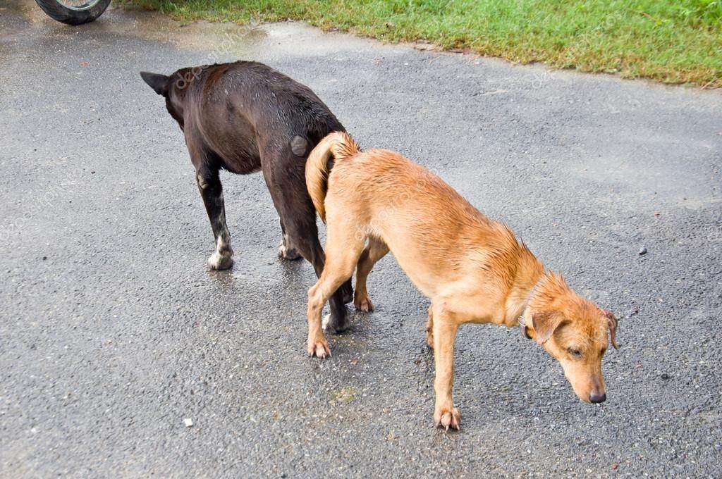 Почему собаки прилипают друг к другу попами: что делать после спаривания