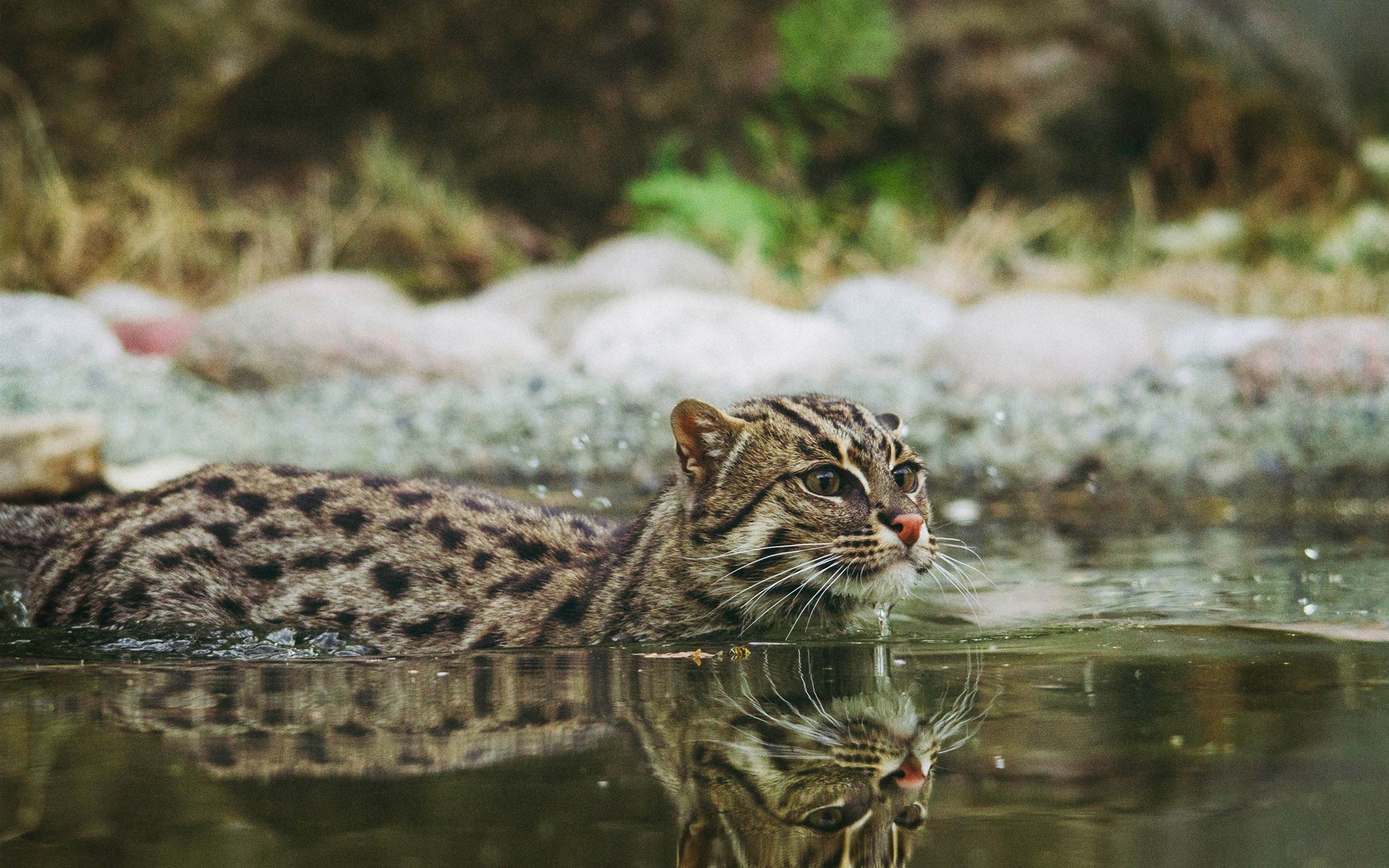 Виверровый кот-рыболов: описание, характер, среда обитания и образ жизни, фото