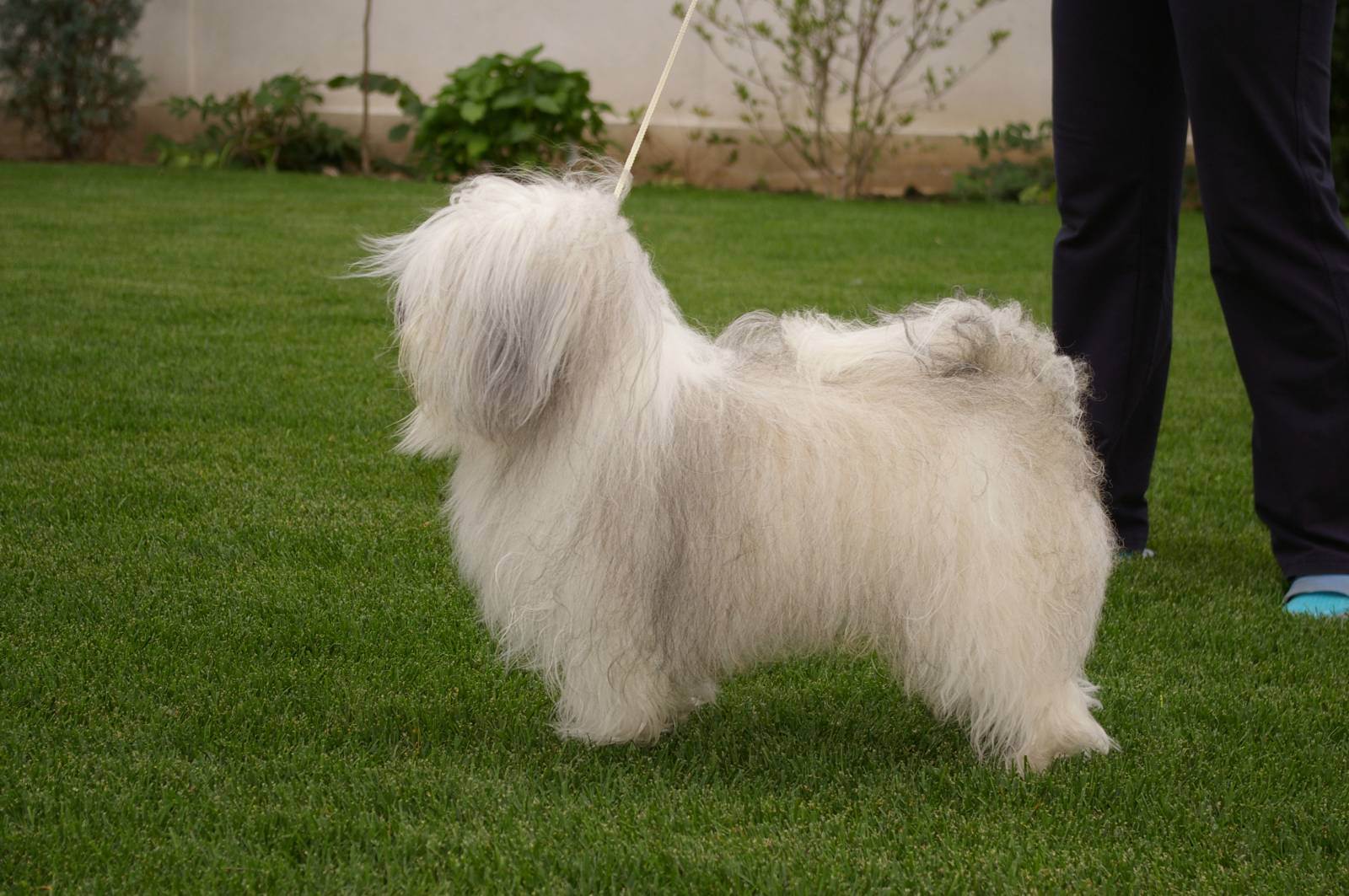 Од ис. Одис порода собак. Одесская идеальная собака. Одис собака фото. Идеальная собака (Одис).