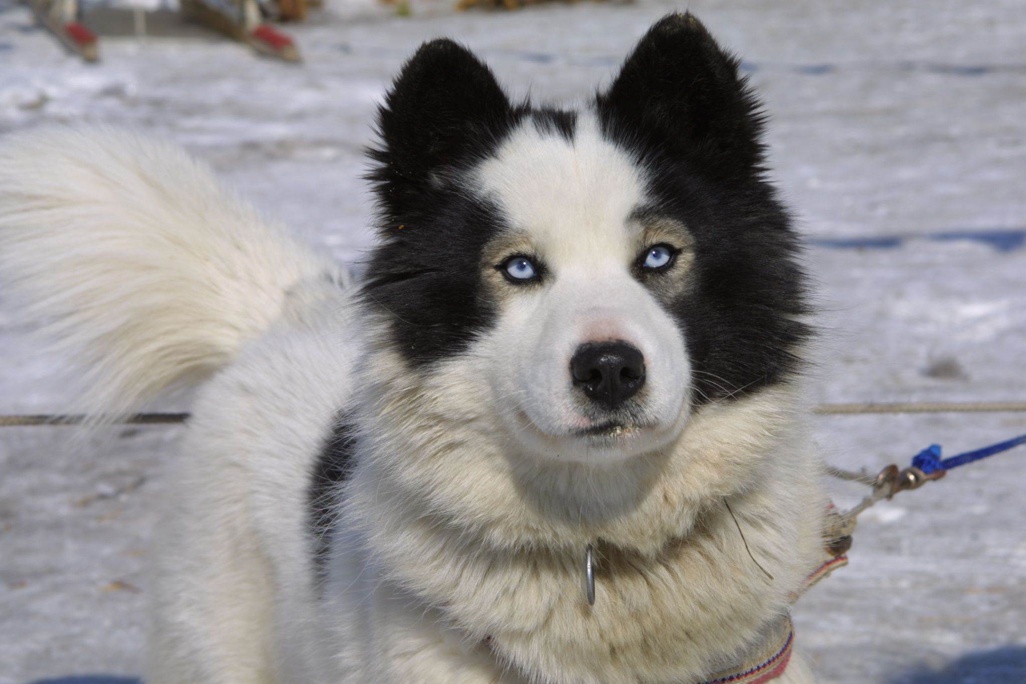 Якутская лайка − фото собаки, характеристика породы, цена щенка