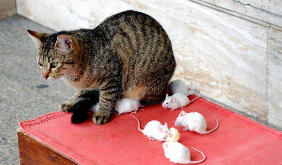 Кошки-крысоловы (24 фото): описание пород котов, которые лучше ловят мышей и крыс