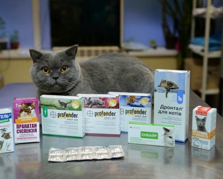 Понос у кота: причины, симптомы, диагностика, методы лечения, прогноз, осложнения | блог ветклиники "беланта"