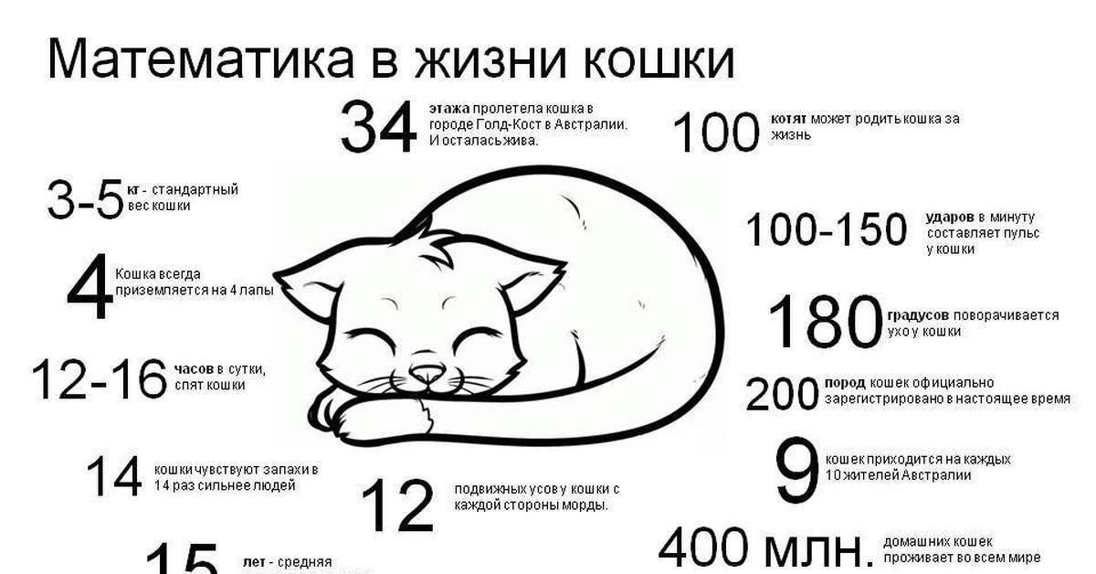 Сколько спят кошки