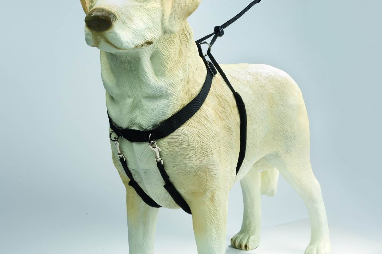 Пошаговая инструкция, которая поможет правильно одевать шлейку собаке