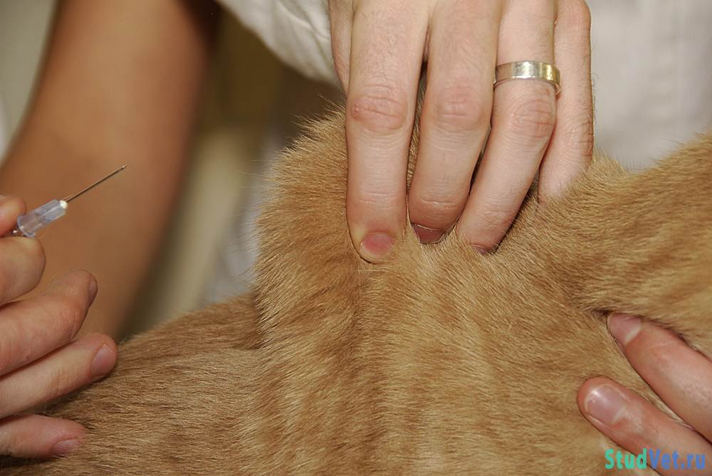 Как сделать укол кошке самостоятельно и аккуратно — подробная инструкция и мой личный опыт