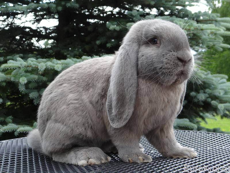 Порода кроликов французский баран: описание, отзывы