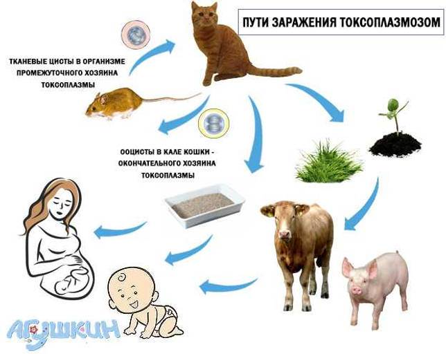 Токсоплазмоз у кошек — симптомы и лечение заболевания