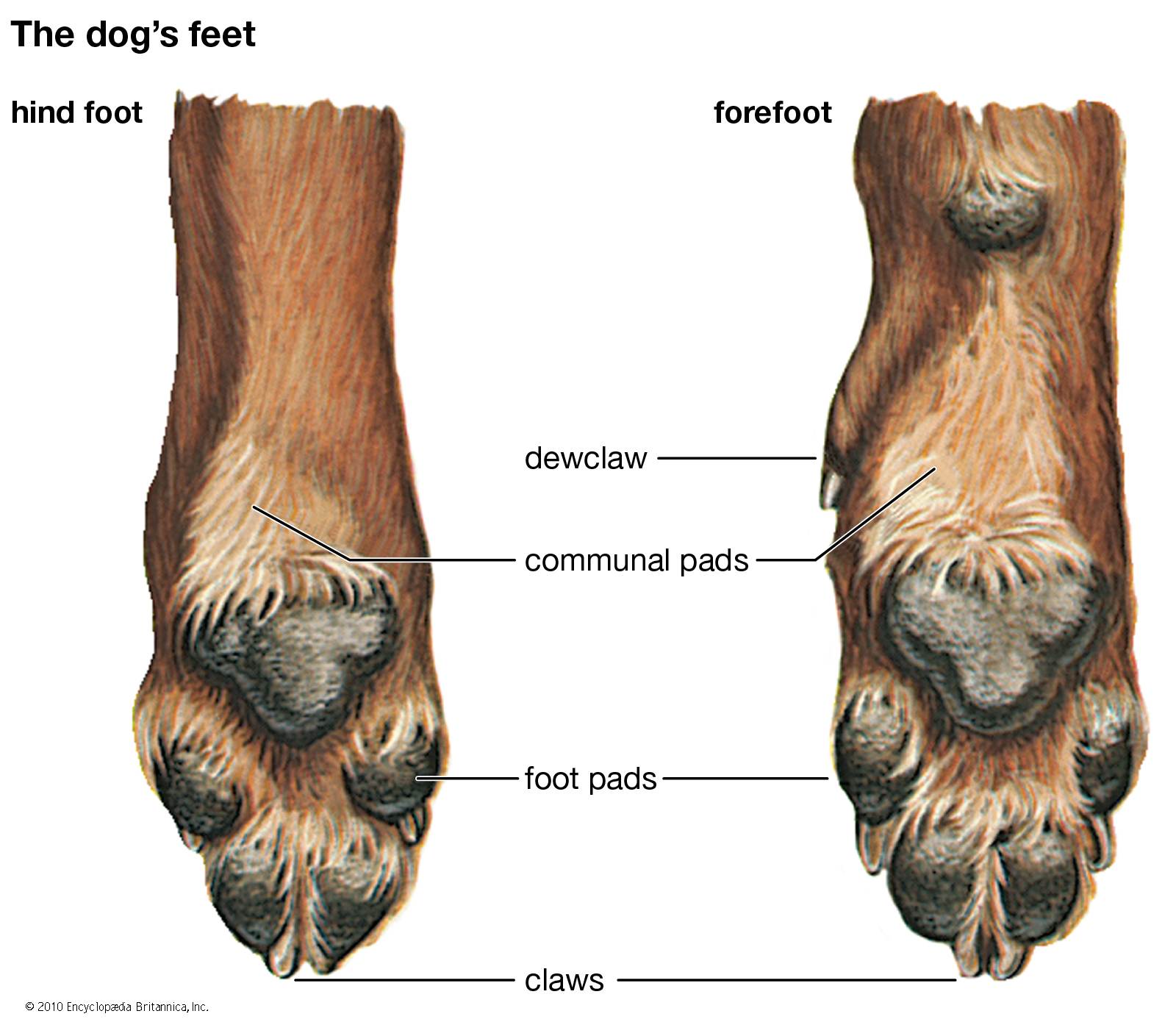 Сколько пальцев у собаки: интересные факты о строении | ваши питомцы
