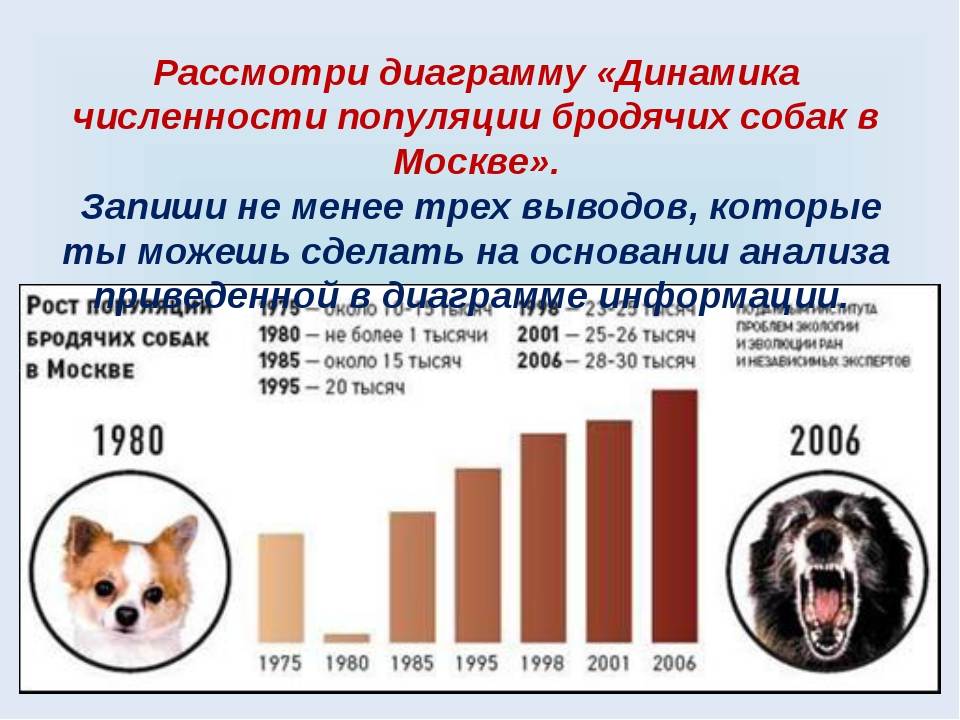 Сколько пород собак существует в мире: точное число