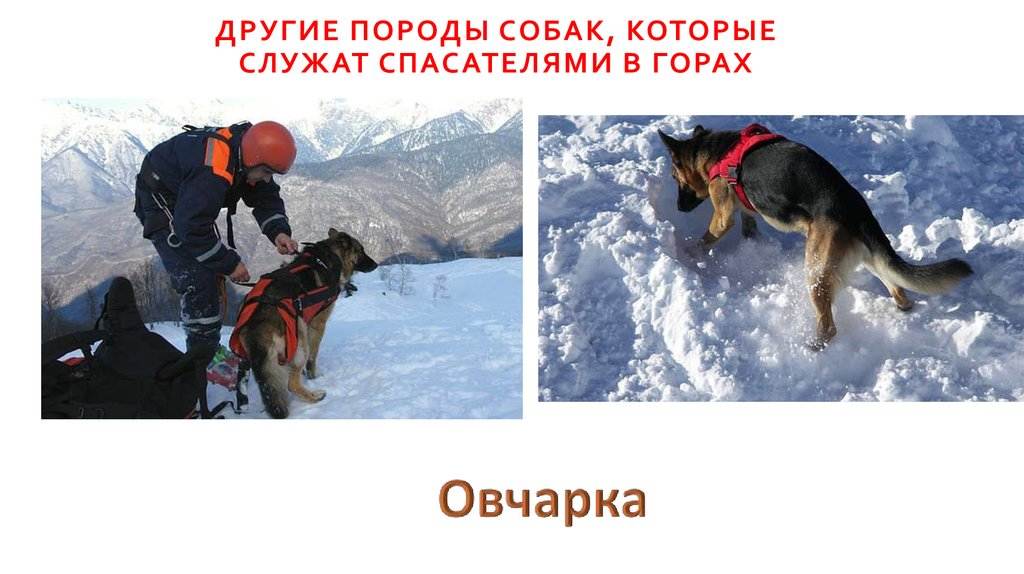 Собака спасатель. породы собак спасателей их описание, особенности и обучение