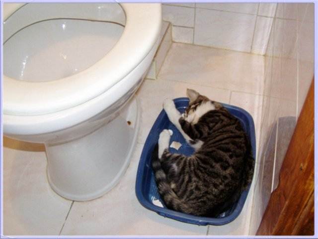 Котенок не может сходить в туалет