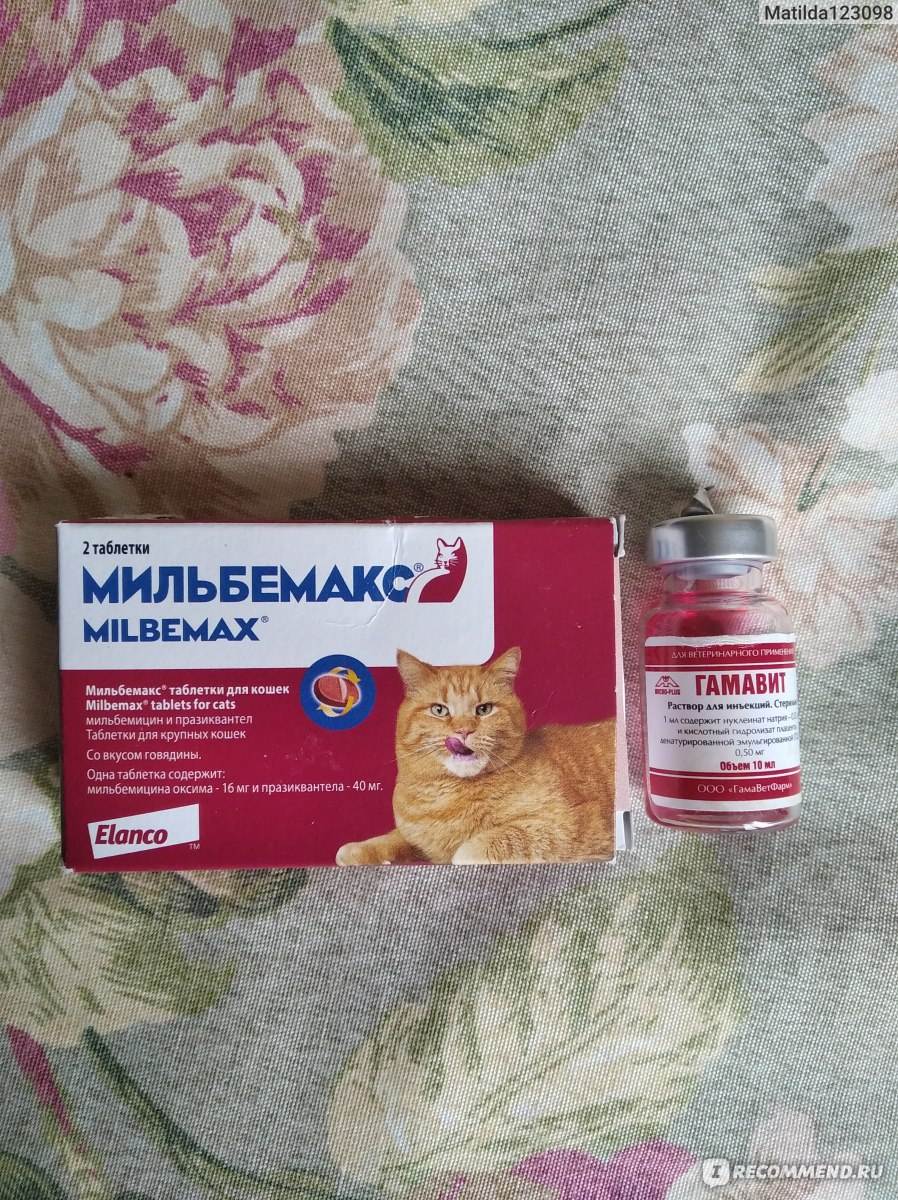 Обзор капель и таблеток от гуляния для котов (антисекс)