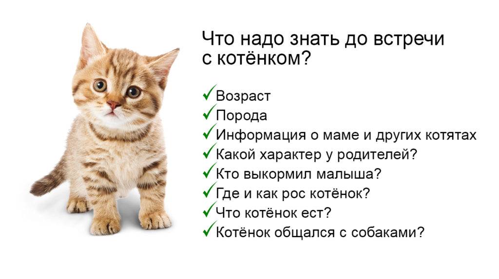 Помоги выбрать кота. Возраст котенка. Как выбрать кота. Выбрать котенка. Как определить Возраст котенка.