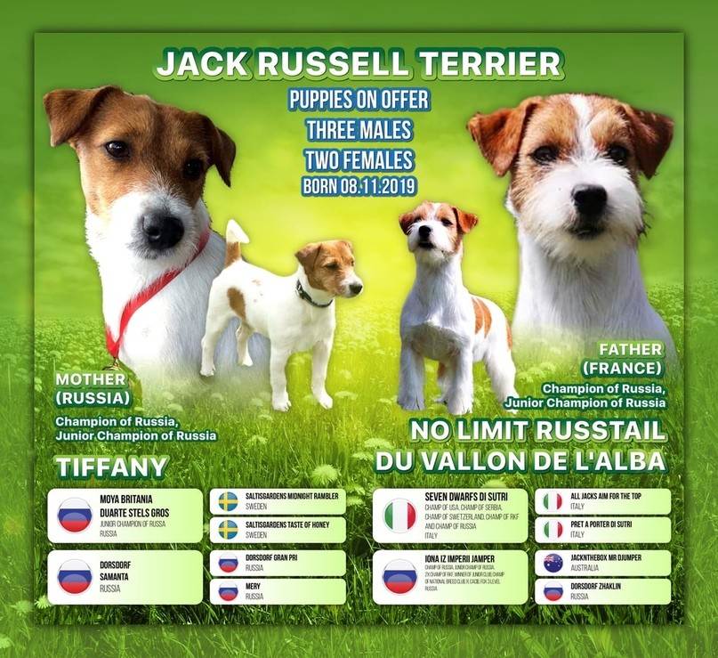 Джек-рассел-терьер — описание породы собаки от а до я