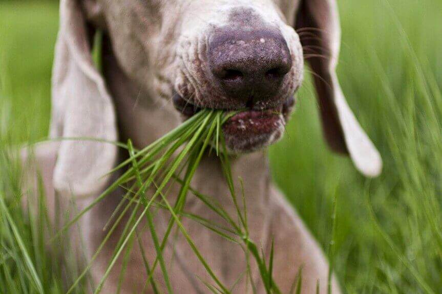 5 причин, почему собака ест траву: что это значит и когда необходимо показать врачу