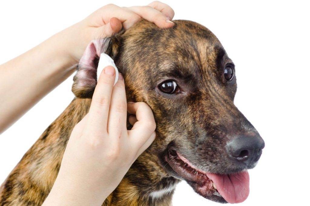 Из-за чего у собаки появился резкий запах из ушей? | кожные заболевания у собак