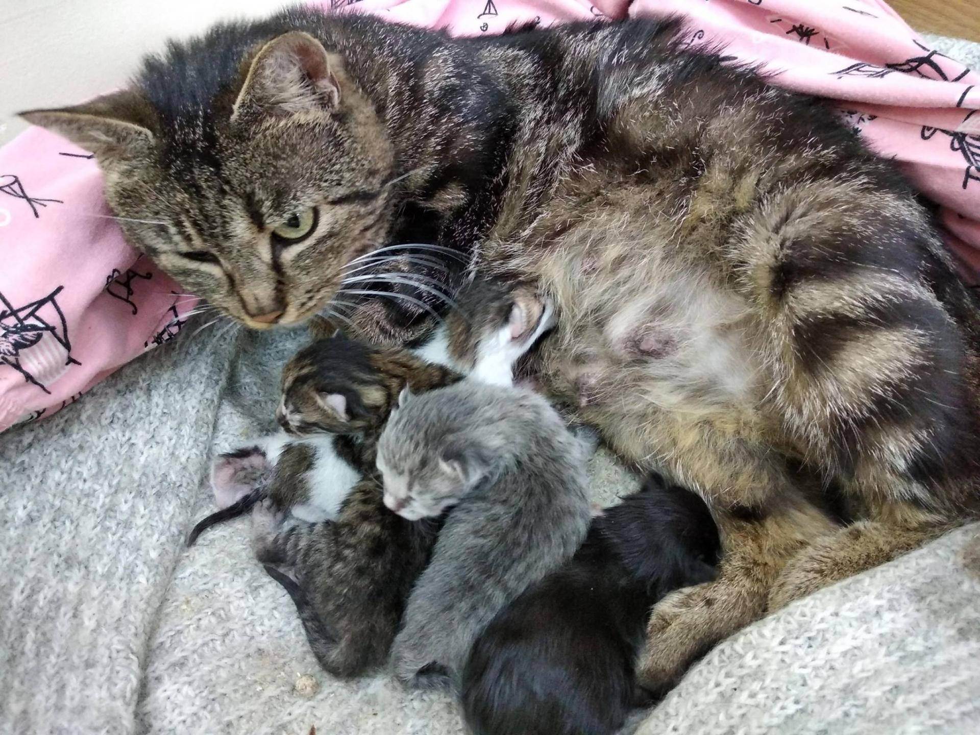 Сколько максимум котят может родить кошка