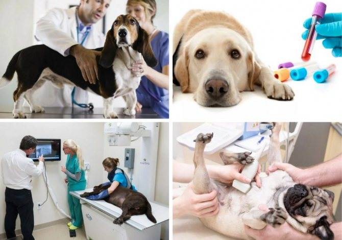 Гастроэнтерит у собак: симптомы и как лечить