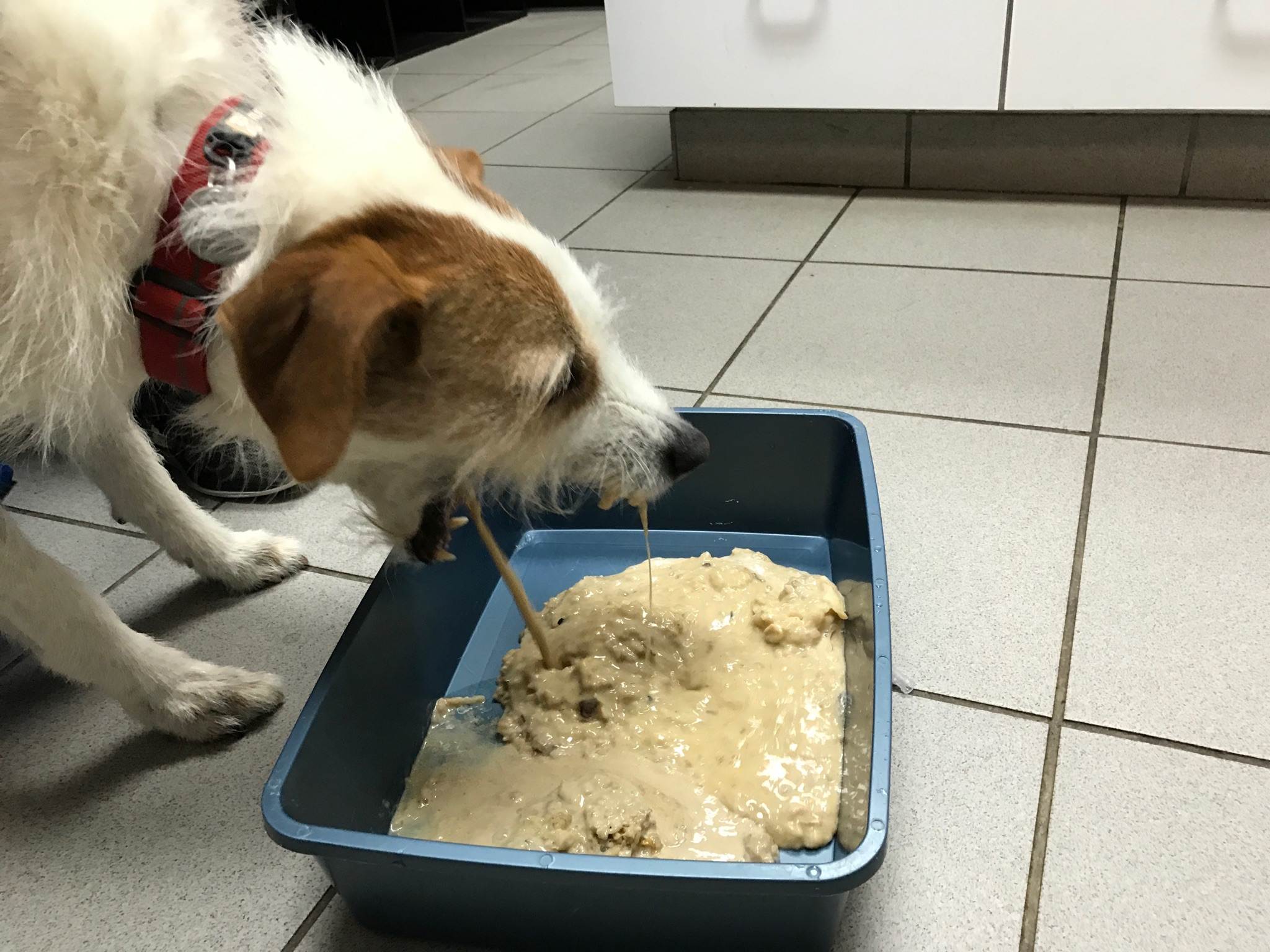 По каким причинам собаки кушают свой кал: что делать если пес ест экскременты