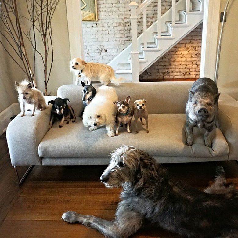 Собаки для квартиры