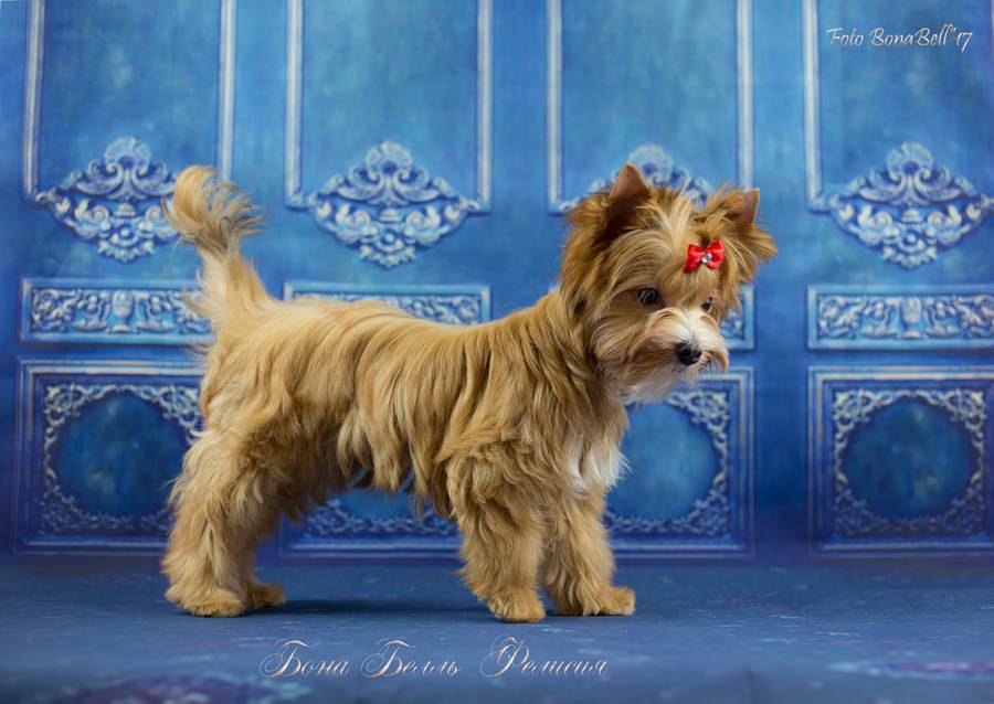 Стрижка русская салонная собака фото