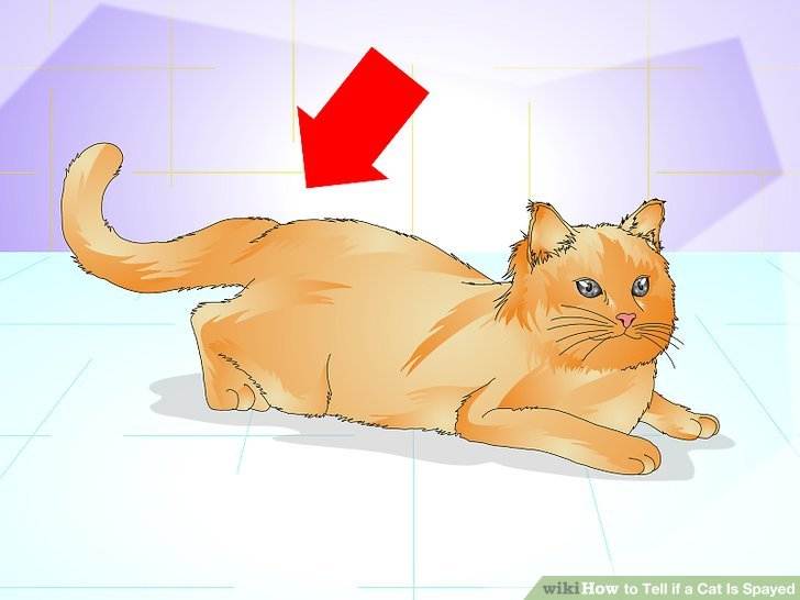Сколько длится течка у кошек: первые признаки и сроки