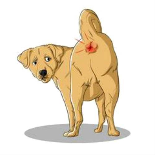 Лечение запора у собак в домашних условиях: простые и эффективные способы | ваши питомцы