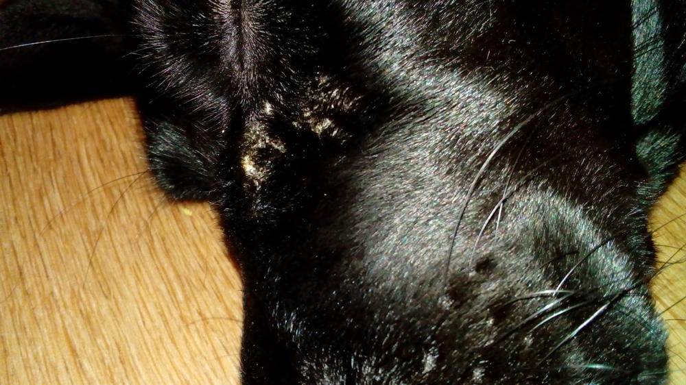 Экзема у собак мокнущая и обычная: лечение и симптомы.