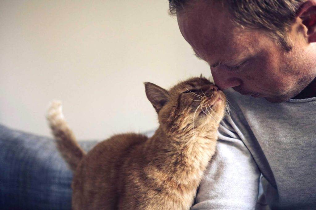 Ученые выяснили, что кошки воспринимают хозяев как своих родителей, и так же относятся к ним