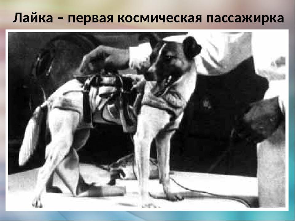 ᐉ собака лайка космонавт: первый полет в космос и роль для науки - kcc-zoo.ru