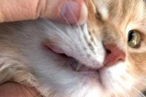 Язва якобса у кошек: причины, симптомы и лечение | ваши питомцы