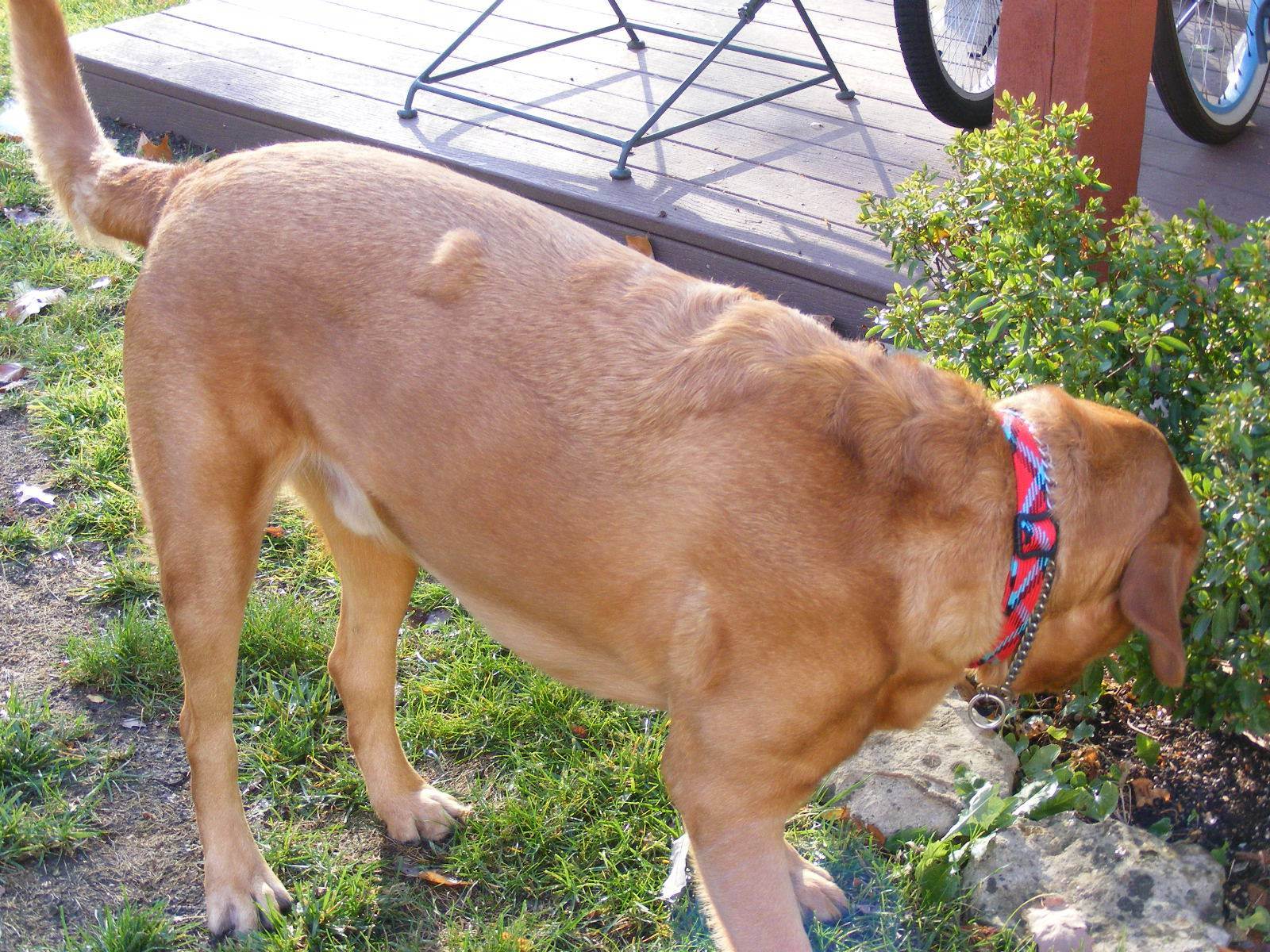 У собаки на теле шишка под кожей: на спине, животе, шее или голове
