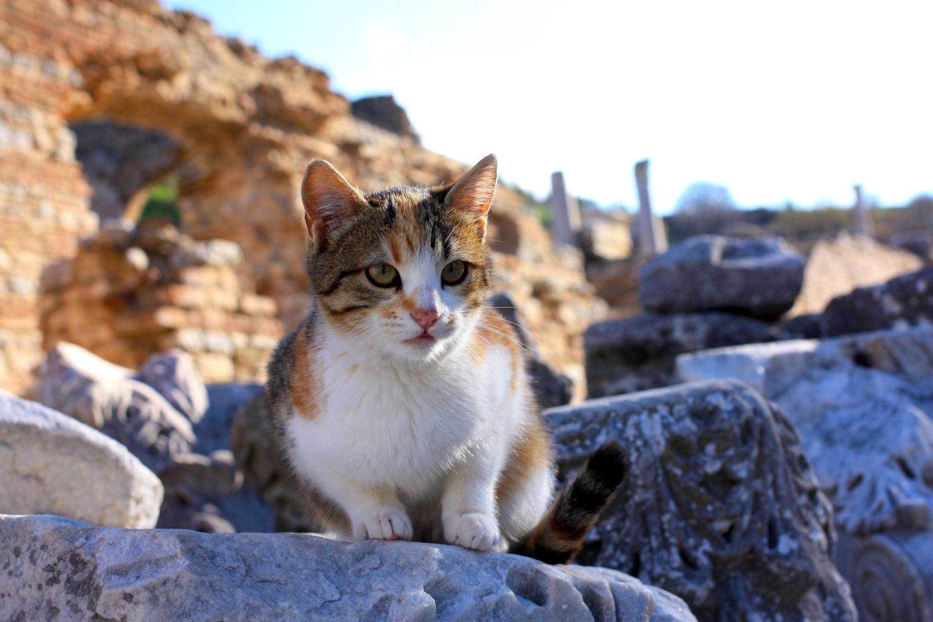 Эгейская кошка: все особенности породы (+ фото и видео) | ваши питомцы