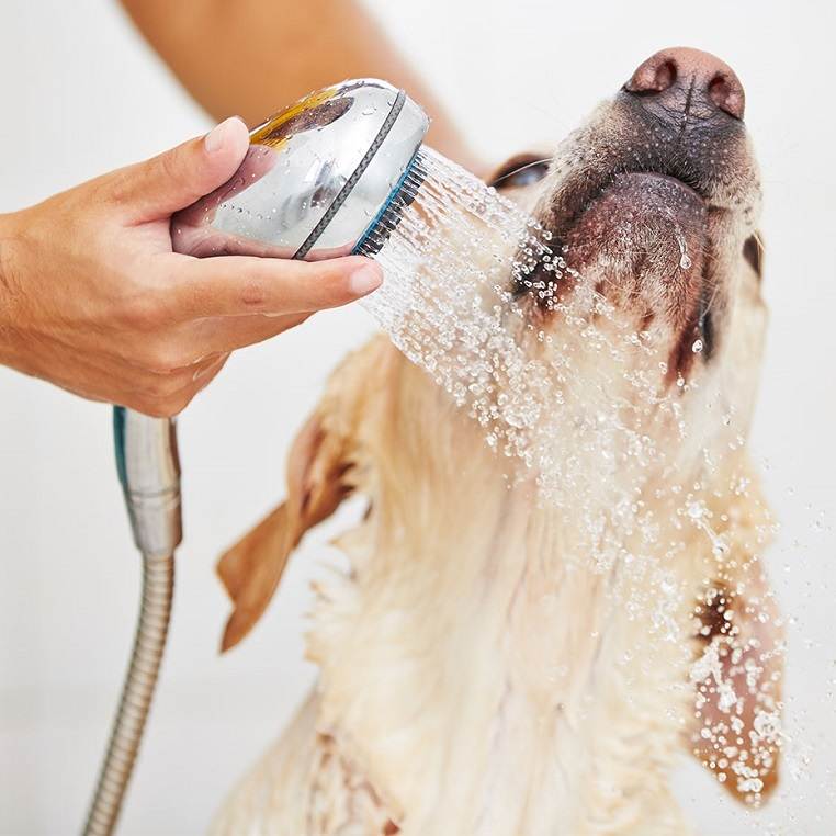 Как правильно мыть собаку: периодичность и важные нюансы