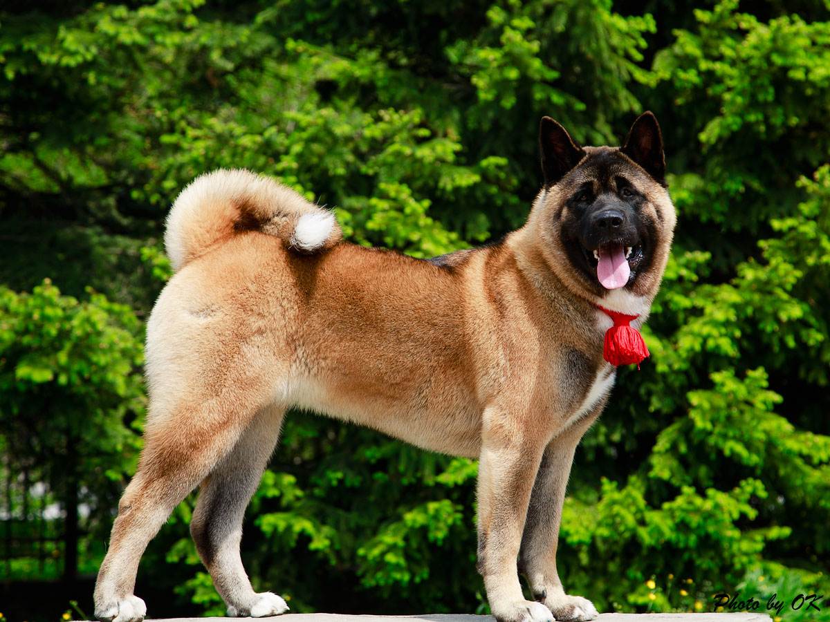 Американская акита: фото и описание породы собак
американская акита: фото и описание породы собак