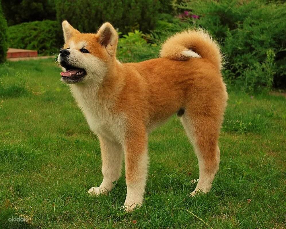 Акита-ину (японская акита) собака: фото, описание, характер, цены